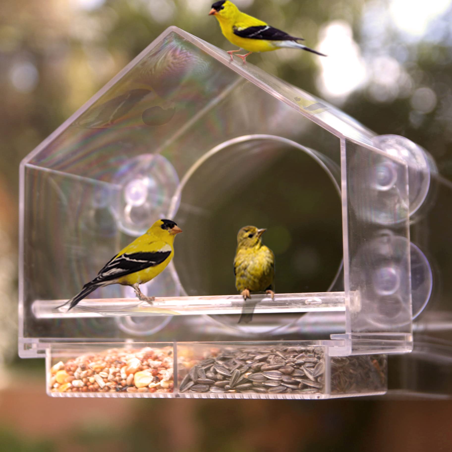 🔥Mother's Day Early Sale-[SAVE 50% OFF]--Window Bird Feeder for Outside--BUY 2 GET FREE SHIPPING NOW!