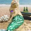 😺Hot Sale 50% OFF-🧜‍♀️Mermaid Bikini Pet Set，BUY 2 GET 1 FREE