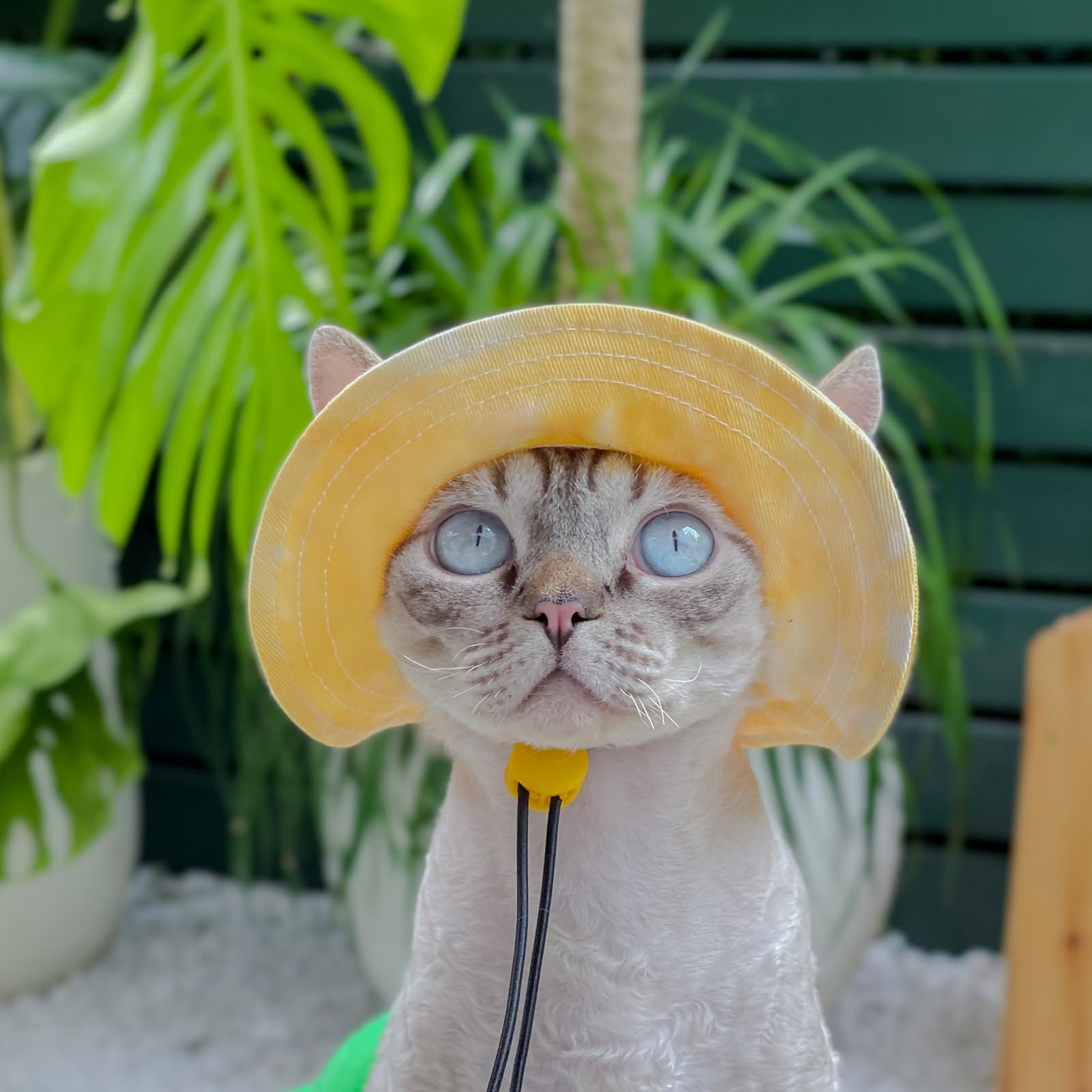 🔥Hot Sale 49% OFF🔥 - Pet hat with Ear Holes Sunscreen Baseball Cap