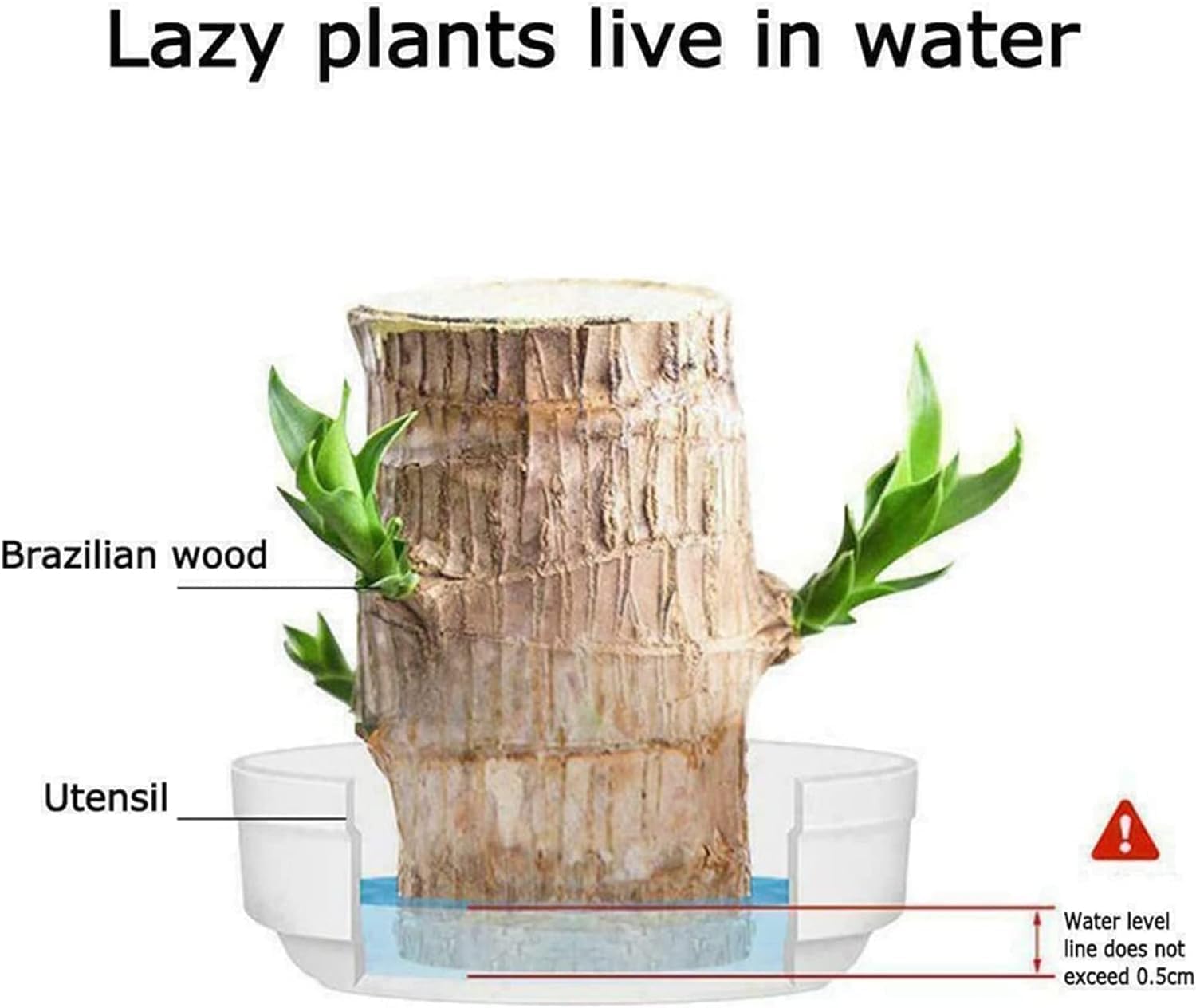 ⚡Last Day Sale - Lucky Brazil Wood Potted Plant