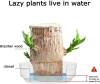 ⚡Last Day Sale - Lucky Brazil Wood Potted Plant