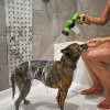 Summer hot sale-The Pup Showering Jet