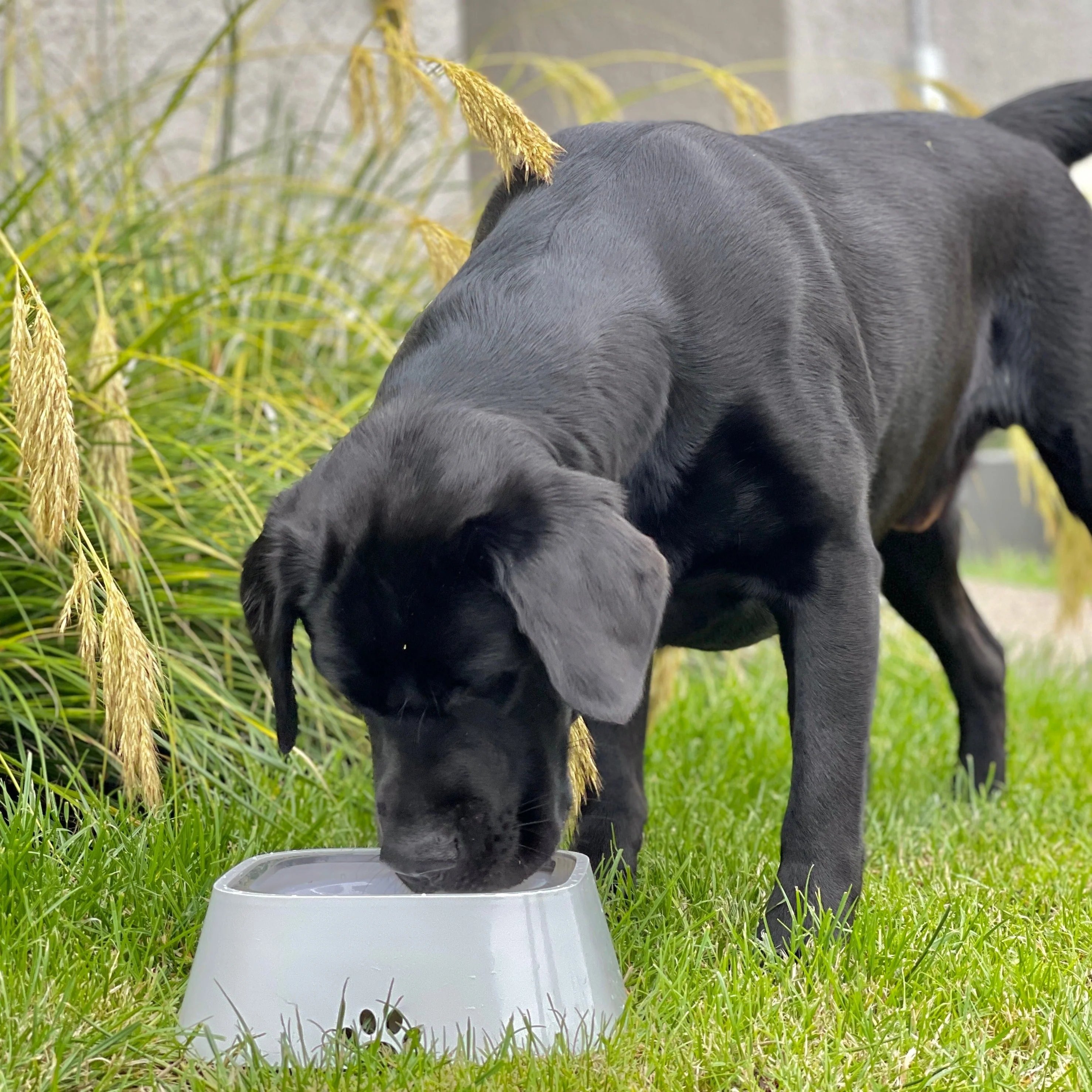 🔥HOT SALE - 49% OFF🔥The Original PupBowl