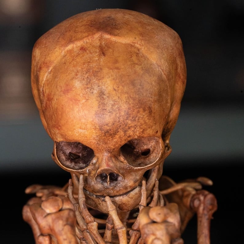☠️Early Halloween Special 49% OFF☠️3D Printed Human Fetus, Infant baby skeleton, hand painted figurine, creepy horror decor, curio cabinet gift