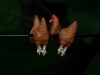 🔥Last Day: 49% Off! 🔥 Hand-Painted Chicken Earrings