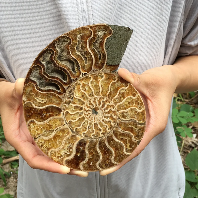 🔥Handmade Natural Rare Ammonite Fossil Conch - Ready For Ship