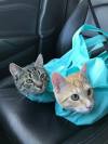 🔥Last Day Promotion 50% OFF🔥Cat Carrier Pouch⚡BUY 1 GET 1 FREE