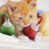 💝😻2 in 1Bouncing Rotating Ball Peek-A-Boo Pet Toy