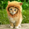 (Christmas Big Sale!- 50% OFF)Lion Mane Pet Wigs With Extra Lion Tail--Buy 2 Free Shipping