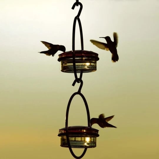 🎉 Last Day Promotion-49% OFF 🎉Hummingbird Feeder-🔥Buy 2 Get 1 Free