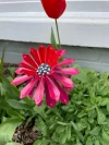 🎖️July 4th Flash Sale: 70% OFF Sitewide! 🌻Zinnia Metal Garden Stake🌼 Yard Decoration, Metal Art🪴