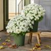 🔥Letzter Tag 49% Rabatt🌻Künstliche Chrysanthemen in Sonnenuntergangsfarben
