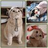 🔥Hot Sale 49% OFF🔥 - Pet hat with Ear Holes Sunscreen Baseball Cap