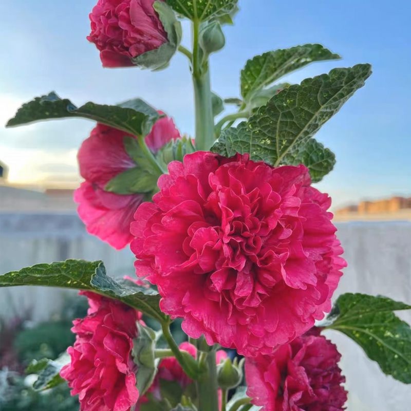 Last Day Sale 50% Off - 🔥Dental petals of Hollyhodiac seeds（Gifted fertilizer）⚡Free shipping for three items