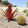 (❤️Mother's Day Flash Sale - 50% OFF)Red Tequila Agave-Perfect for garden decoration ，Buy 2 Get Extra 10% OFF