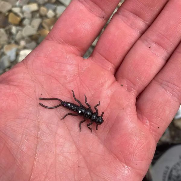 🔥Last Day Sale 60% OFF🔥Creek Bugz - 5 Stonefly Pack