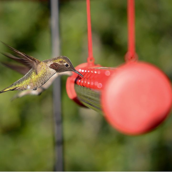 Last Day Promotion 48% OFF - Bob's Best Hummingbird Feeder - Buy 2 FREE SHIPPING NOW