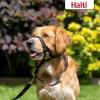 HALTI Headcollar - To Stop Your Dog Pulling on the Leash. Adjustable, Reflective and Lightweight, with Padded Nose Band. Dog Training Anti-Pull Collar for Medium Dogs (Size 3, Red)