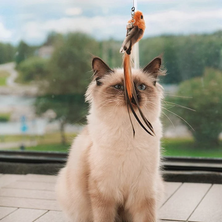 (🔥Last Day Promotion - 50% OFF) Interactive Bird Simulation Cat Toy Set (6 PCS), BUY 2 FREE SHIPPING