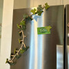 English Ivy Fridge Magnet with Articulating Vine