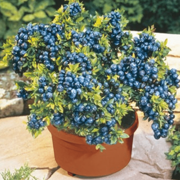 Last Day Sale 50% Off - 🔥Giant Blueberry Fruit Seeds⚡Free shipping for three items