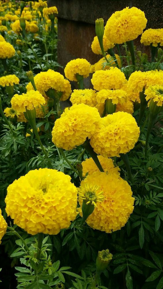 Last Day Sale 50% Off - 🔥Marigold Seeds-Easily Mixed Colors for All Seasons⚡Two pieces of free shipping