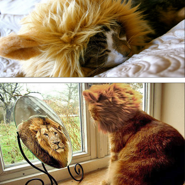 (Christmas Big Sale!- 50% OFF)Lion Mane Pet Wigs With Extra Lion Tail--Buy 2 Free Shipping