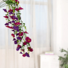 🔥Letzter Tag 50% Rabatt🌺Hängende Prunkwinde