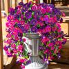 💖Mother's Day Hot Sale 49% OFF -🌺UV Resistant Hanging Artificial Morning Glory Vine