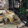 ✨Last Day For Clearance 70% OFF🐊Garden Swamp Gator Statue