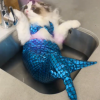 🔥Summer Hot Sale-50% OFF😻🧜‍♀️Pet Funny Mermaid Set