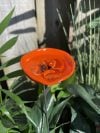 🎖️July 4th Flash Sale: 50% OFF Sitewide! 🐝Bee Watering Station,🦋Butterfly Puddler,Hummingbird Drinking Cups