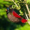 🐦Evergreen Garden Mesh Bird Feeder