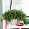 🔥CHRISTMAS SALE 50% OFF💥Natural Christmas Greenery-Norfolk Pine Branch