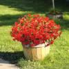 🌸 Spring Summer Home Decoration - 🌿 Fake Silk Colorful Morning Glory
