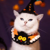 <strong>👻Last Day Halloween Special – 49% OFF!!!</strong> 🎃Handwoven Spooky Paws Halloween Costume Set