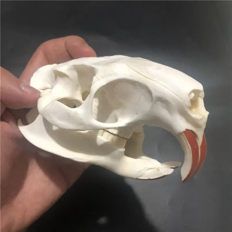 💀Natural Various types skull DIY specimen teaching model