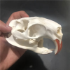 💀Natural Various types skull DIY specimen teaching model