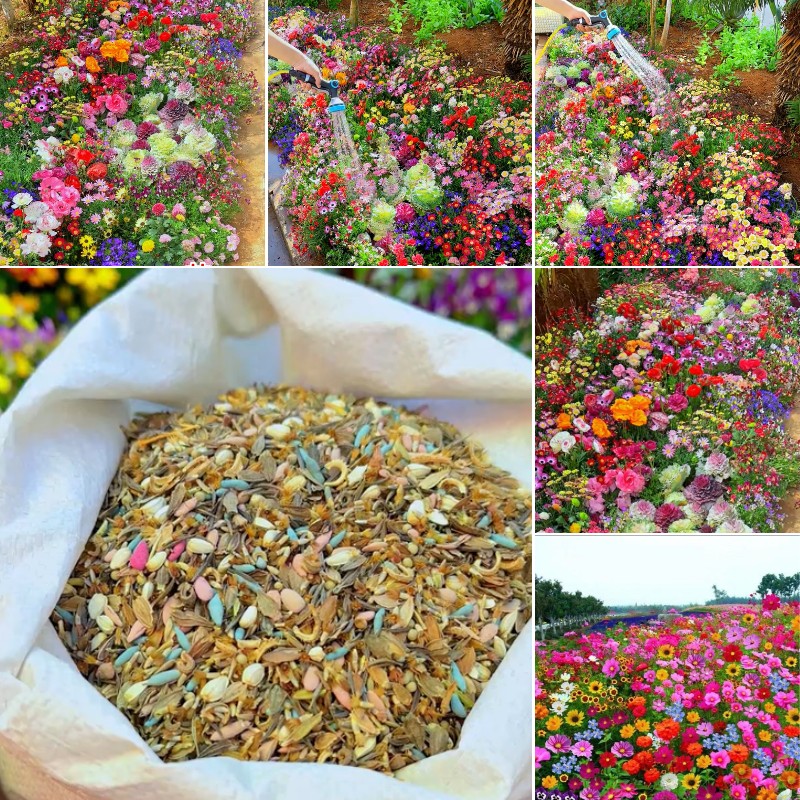 Last Day Promotion 70% OFF - 🔥Mixed Perennial Flowers Seeds-Over 60 kinds mixed⚡Buy 2 Get Free Shipping