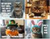 🔥Last Day Promotion 70% OFF😾2025 Pissed-Off Cats Calendar⚡️Buy 2 Free Shipping