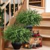 Norfolk Pine Artificial Christmas Branches