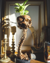 Skull Planter & Spine Stand Sets