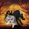 (🎃Halloween Promotion-50% OFF) Halloween Pet Spider Pup Dog Costume