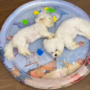 Pet Cooling Water Bed