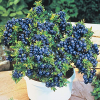 Last Day Sale 50% Off - 🔥Giant Blueberry Fruit Seeds⚡Free shipping for three items