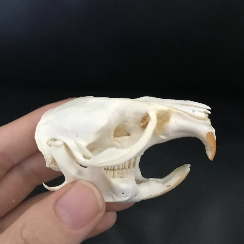 💀Natural Various types skull DIY specimen teaching model