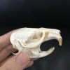 💀Natural Various types skull DIY specimen teaching model