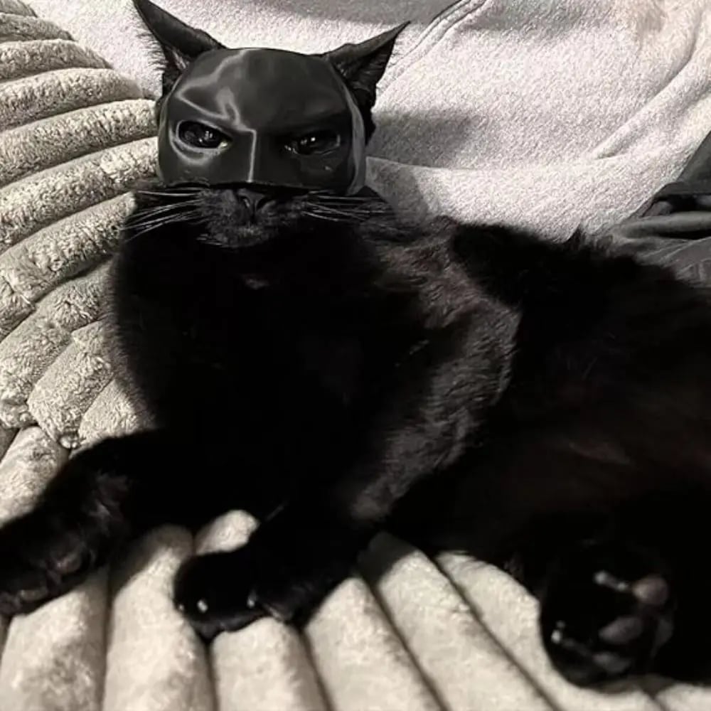 🔥Hot Sale🔥CAT BAT MASK