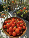 🔥Last Day Promotion 50% OFF🔥Colorful Dwarf Tomatoes-Four Seasons Potted Plants