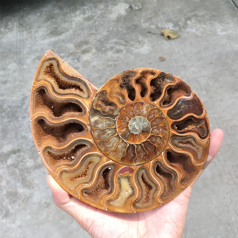 🔥Handmade Natural Rare Ammonite Fossil Conch - Ready For Ship